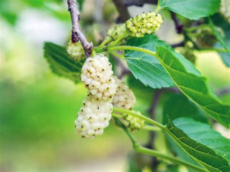 white mulberry trees.